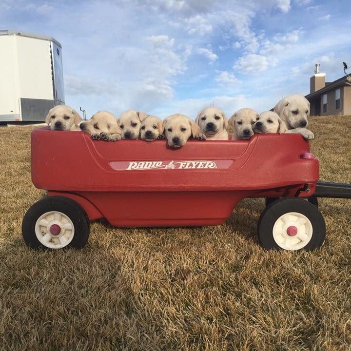 White labs in Wagon
